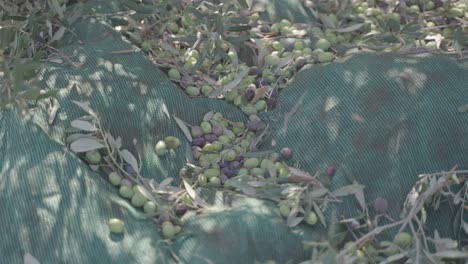 fresh olives falling into a net during harvest