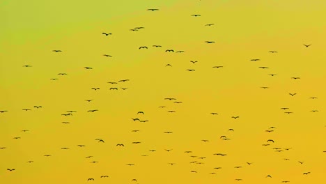 Una-Bandada-De-Aves-Migratorias-Volando-Sobre-El-Lienzo-De-Un-Cielo-Iluminado-Por-El-Atardecer---Toma-De-ángulo-Bajo