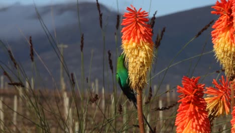 Pájaros-De-Azúcar-En-Las-Proteas-Entre-Las-Vides