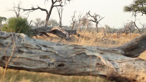 a slow motion clip with focus shifting between two dead, fallen trees in khwai, botswana