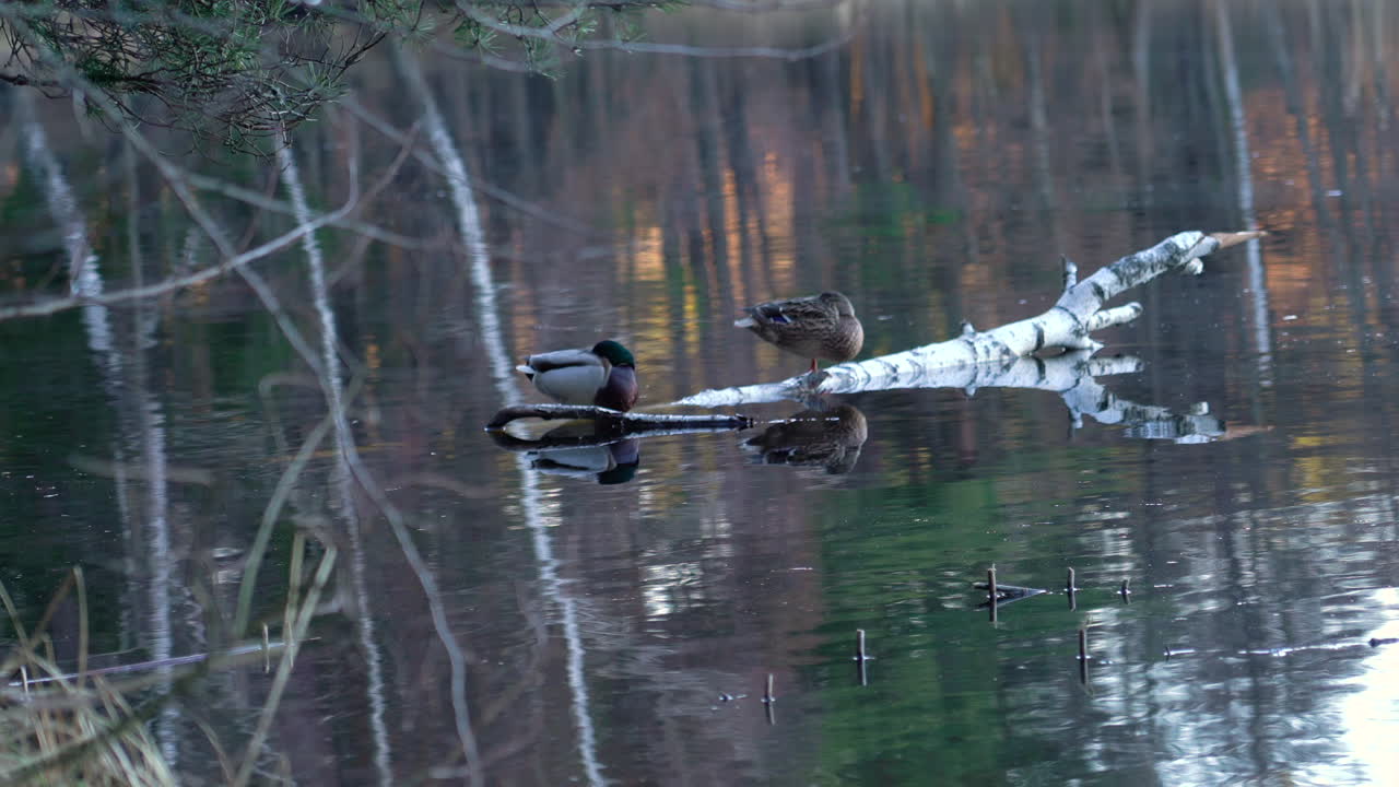 un par de patos sentados y descansando en la rama del árbol de abedul cerca de la orilla del lago
