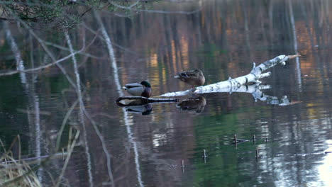 Un-Par-De-Patos-Sentados-Y-Descansando-En-La-Rama-De-Un-Abedul-Cerca-De-La-Orilla-Del-Lago