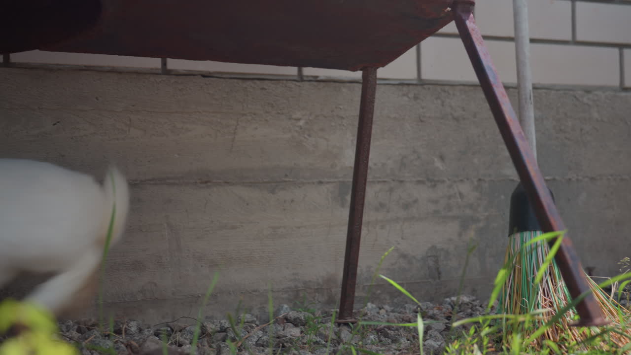 Hesitant Rabbit Shelters Nearby Tools, An Anxious Rabbit Crouches Quietly Beneath Garden Chair In Shaded Corner, Cautious Bunny Hides Beneath Chair Near Tools In Peaceful Backyard Setting