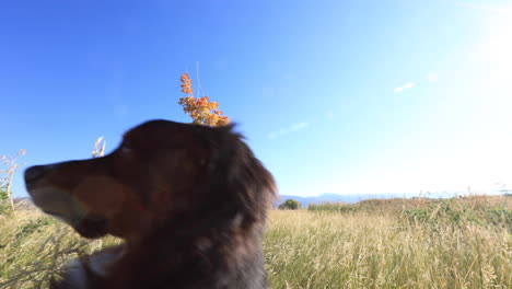 cachorro de pastor australiano de cerca en un hermoso campo a cámara lenta 4k