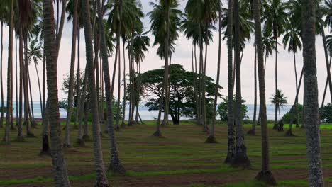 tranquil tropical beach with palm trees and ocean view