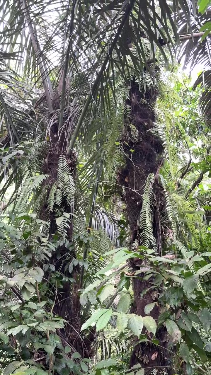 Foresta pluviale tropicale lussureggiante con alte palme e felci