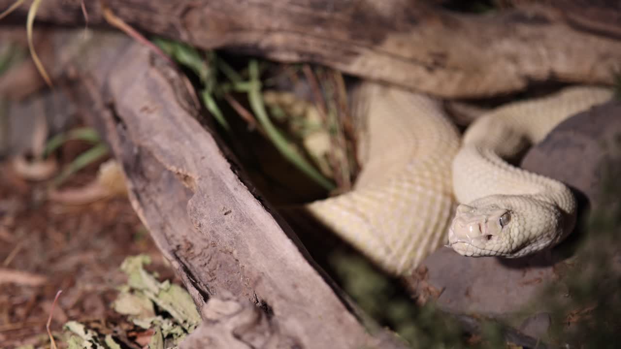 albino western diamondback rattlesnake hiding in the bush at night dynamic view