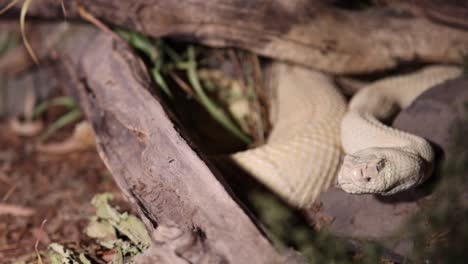 Albino-Western-Diamantrücken-Klapperschlange-Versteckt-Sich-Nachts-Im-Busch,-Dynamische-Ansicht