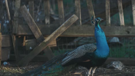 Eine-Nahaufnahme-Eines-Sich-Bewegenden-Bunten-Pfaus-Mit-Strukturiertem-Schwanz,-Wunderschönen-Federn,-Blauem-Hals,-4K-Video-Zeitlupe,-Wildtieren-In-Amerika