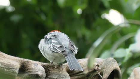 Close-up-macro-shot-of-pretty-red-cowled-cardinal