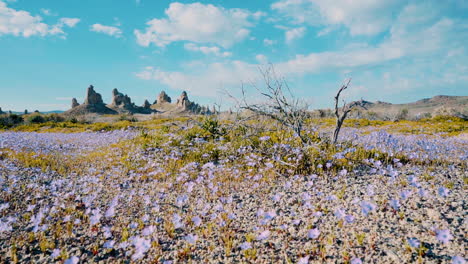 Hundreds-of-beautiful-purple-wildflowers-wiggling-in-the-wind-at-Trona-Pinnacles,-an-epic-location-in-the-California-Mojave-dessert