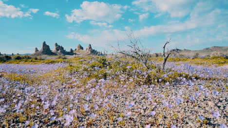 hundreds of beautiful purple wildflowers wiggling in the wind at trona pinnacles, an epic location in the california mojave dessert