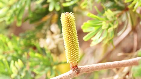 detailed view of a bottlebrush tree branch with vibrant foliage and flower, captured in natural lighting along great ocean road