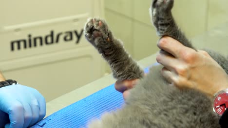 cat in the veterinary clinic