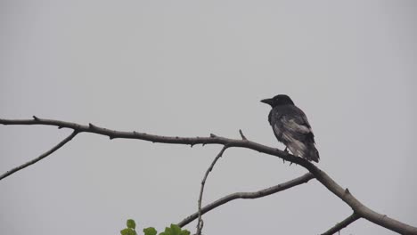 un pájaro negro solitario se para inmóvil en la rama de un árbol observando