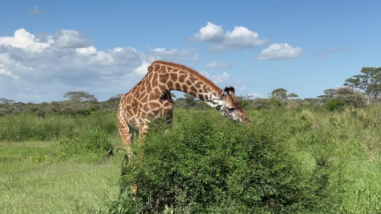 Masai giraffe (Giraffa tippelskirchi) eating fresh leaves of the bush in Serengeti National Park, Tanzania.