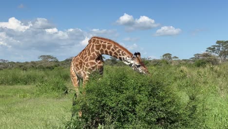 masai giraffe (giraffa tippelskirchi) eating fresh leaves of the bush in serengeti national park, tanzania.