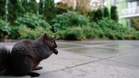 Niedliches-Eichhörnchen,-Das-Nüsse-Auf-Dem-Boden-Im-Hinterhof-Frisst