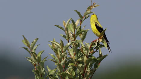 un jilguero americano sentado en un árbol inspeccionando su entorno