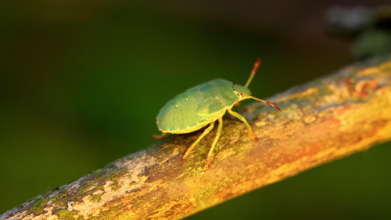 Forest green shield bug (Palomena prasina) green stink bug is a species of shield bug in the family Pentatomidae, found in most of Europe. It inhabits forests, woodlands, orchards, and gardens