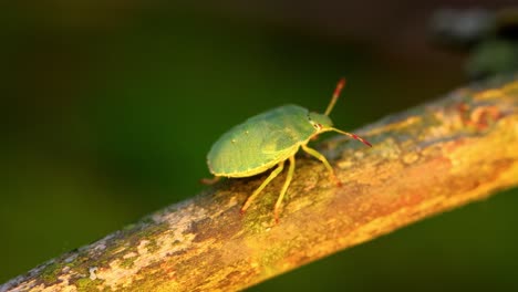 waldgrüner schildkäfer (palomena prasina) grüner stinkkäfer ist eine art schildkäfer der familie pentatomidae, die in den meisten teilen europas vorkommt. sie bewohnt wälder, wälder, obstgärten und gärten