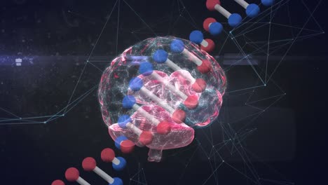 Animation-of-dna-structure,-human-brain-rotating-on-graphic-interface-with-network-connecting-dots