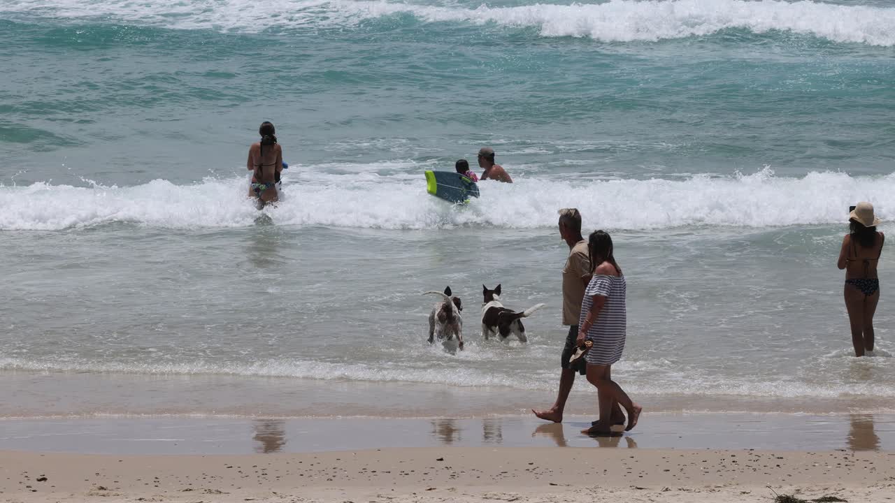 pessoas e animais de estimação brincando juntos em uma praia ensolarada