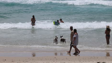 people and pets playing together on a sunny beach