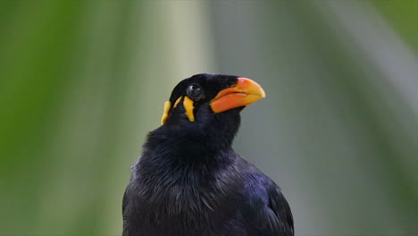 Common-Hilled-Myna-perch-on-tree-branch-close-up