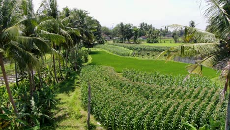 tropical palm tree and agriculture fields bellow near