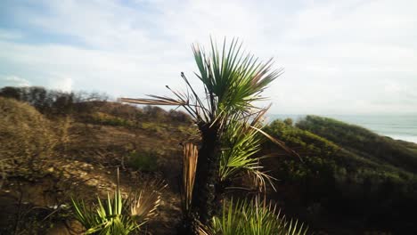 palm tree growing near coastline of estepona, motion view