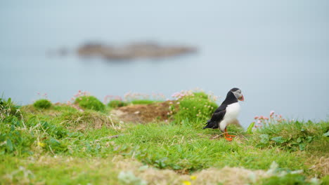 Long-Shot-of-a-Puffin-Bird-on-Fresh,-Green-Grass,-Blurred-Sea-Backdrop