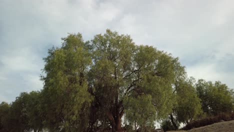 precioso árbol al lado de un camino.