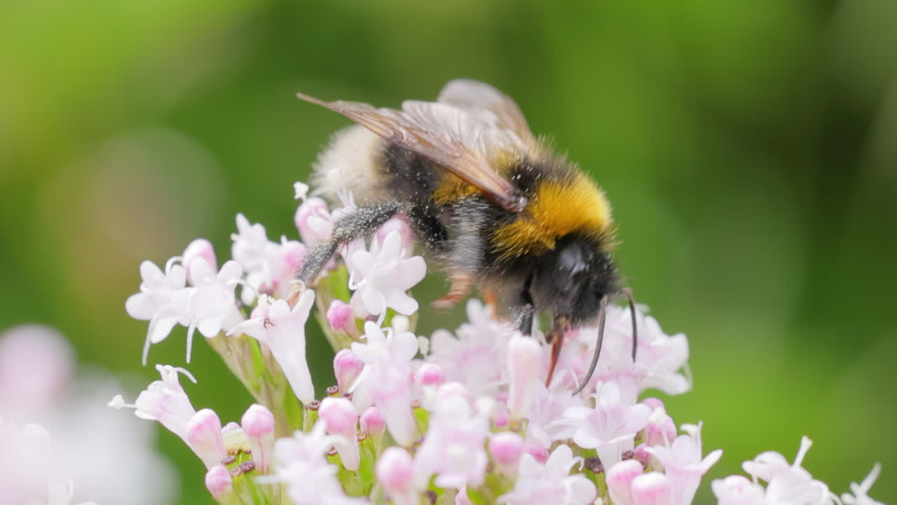 шмель на цветке