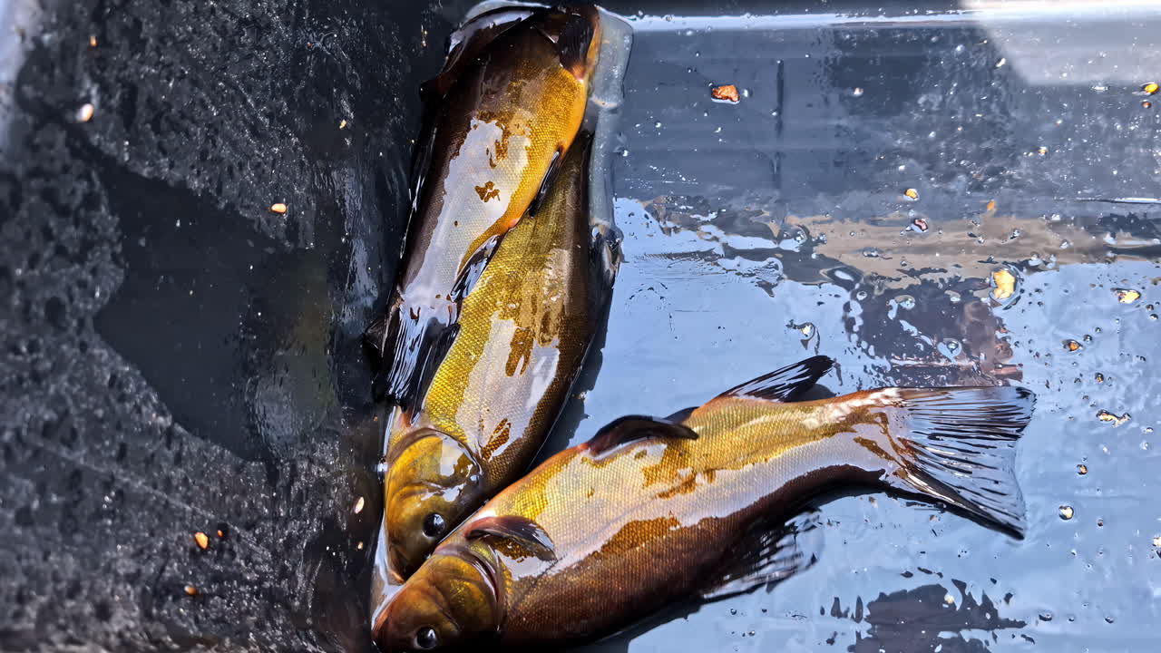 Several Live Fish Flop Around in a Shallow Container of Water - Close Up