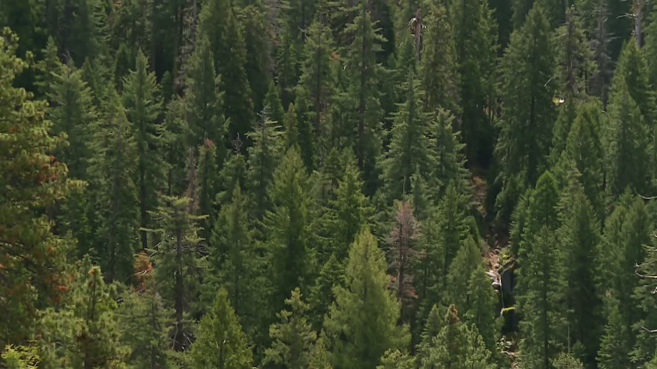 Dense evergreen pine forest covering mountain slopes in Eldorado National Forest, California
