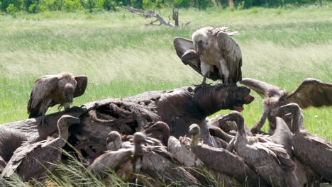 white backed vultures feeding on a dead hippopotamus on the green grassland in botswana - closeup shot