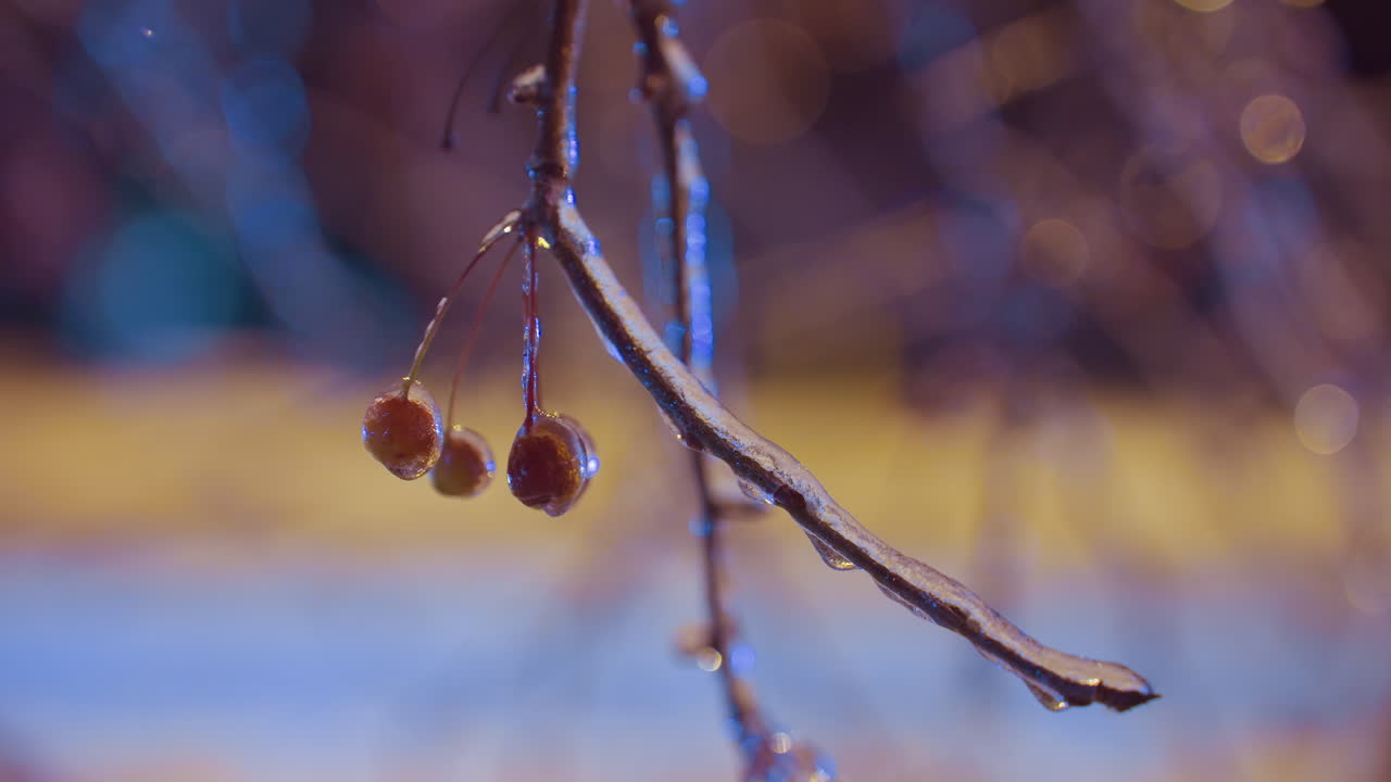 얼음으로 인 겨울의 열매가 얼어붙은 가지에서 부드럽게 매달려, 따뜻한 황금빛 아래 반이고, 미묘하게 지나가는 자동차 불빛과 함께 흐릿한 도시 배경에 대해 부드럽게 날아다니는 움직임.