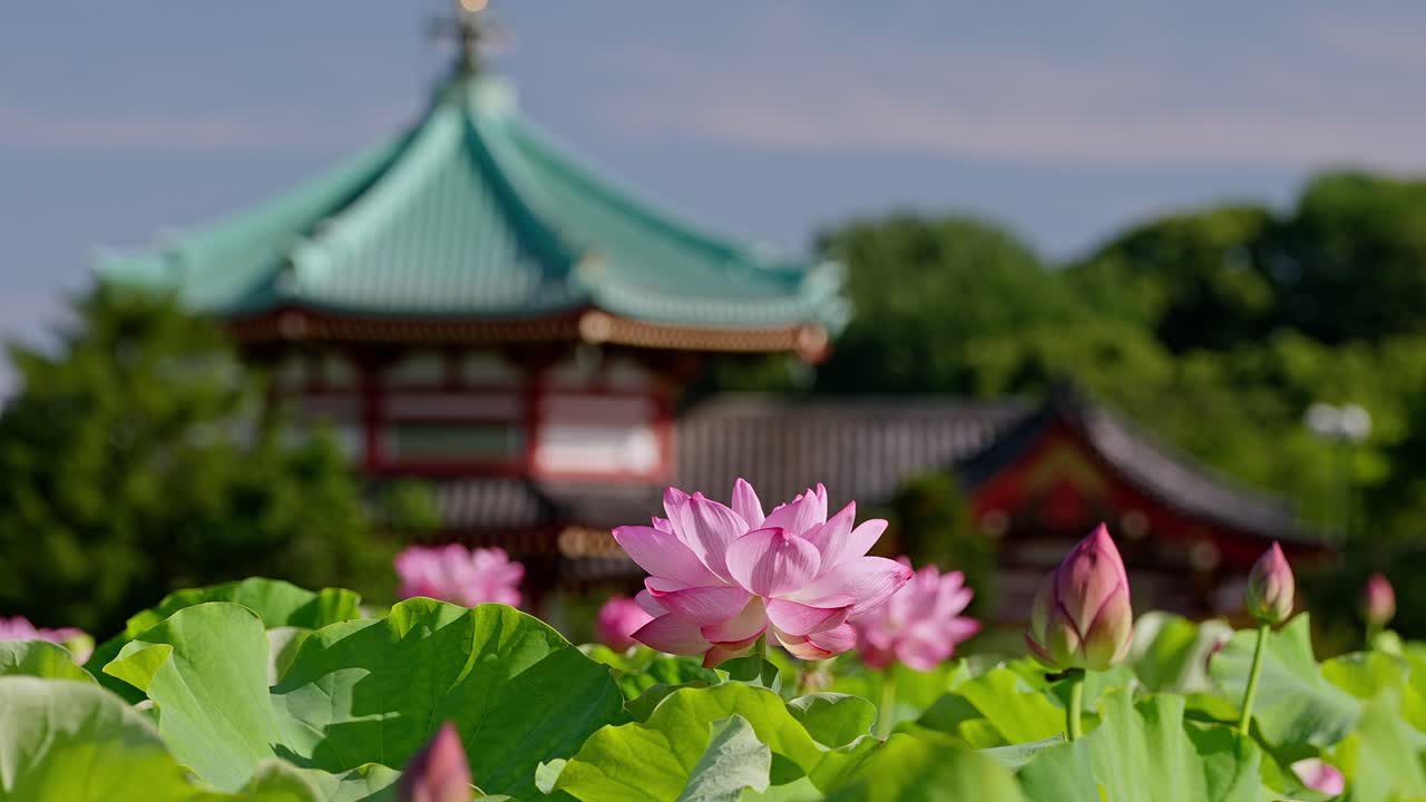 Smukke lotusblomster i Tokyo Ueno
