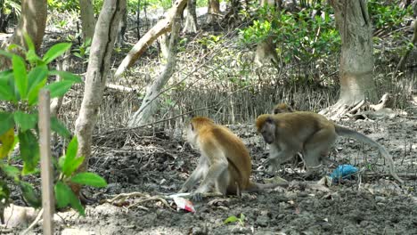 wild monkey under mangrove trees