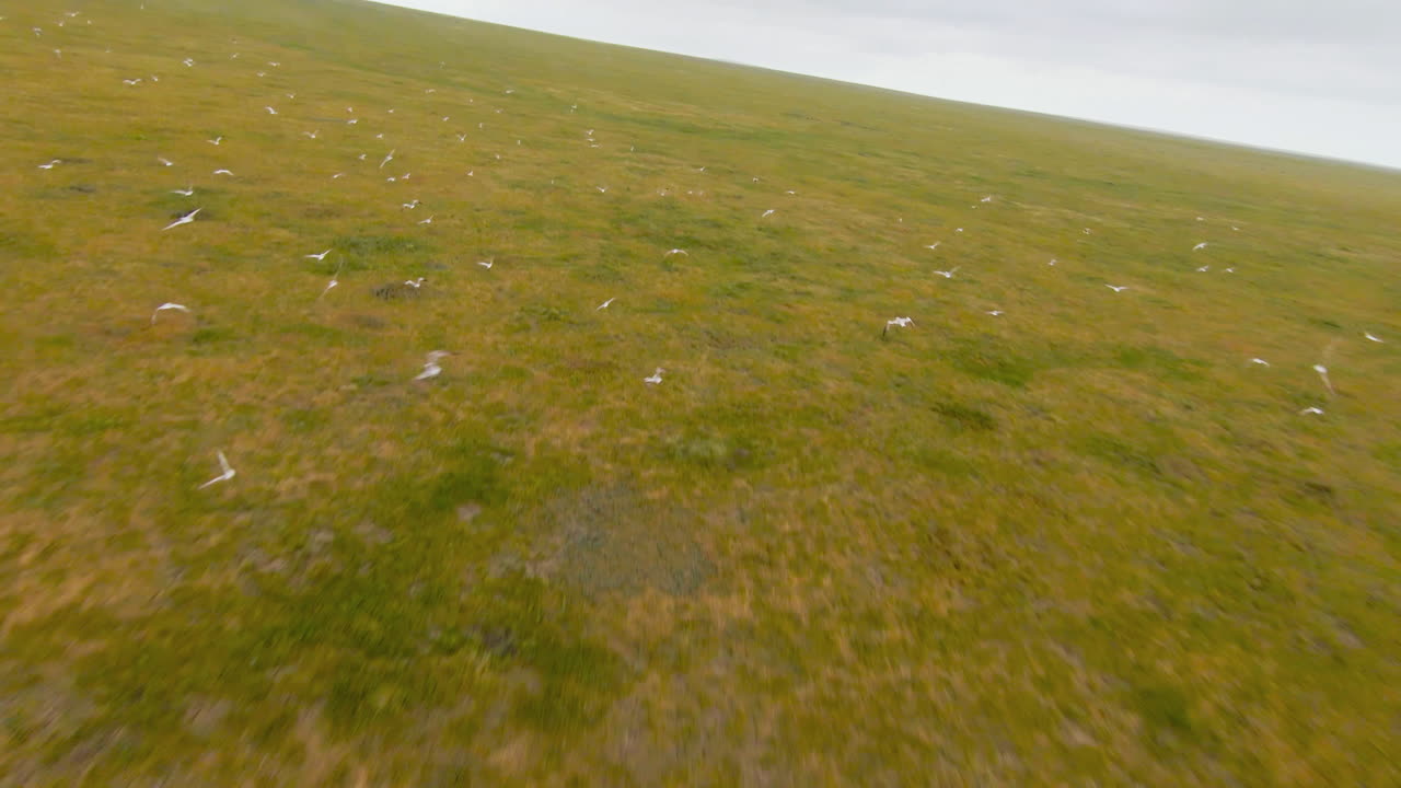 Birds Flying Over a Grassland