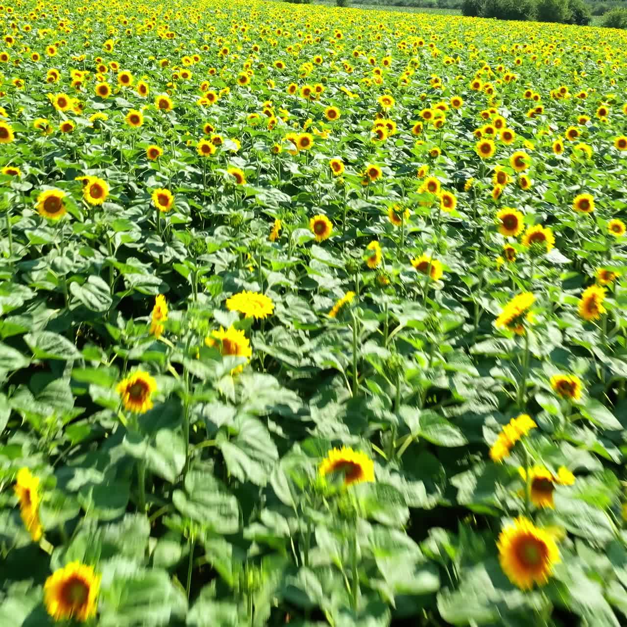 Sunflowers flowering in summer. Agriculture field with blooming yellow flowers. Slow flight over beautiful sunflowers field at bright day
