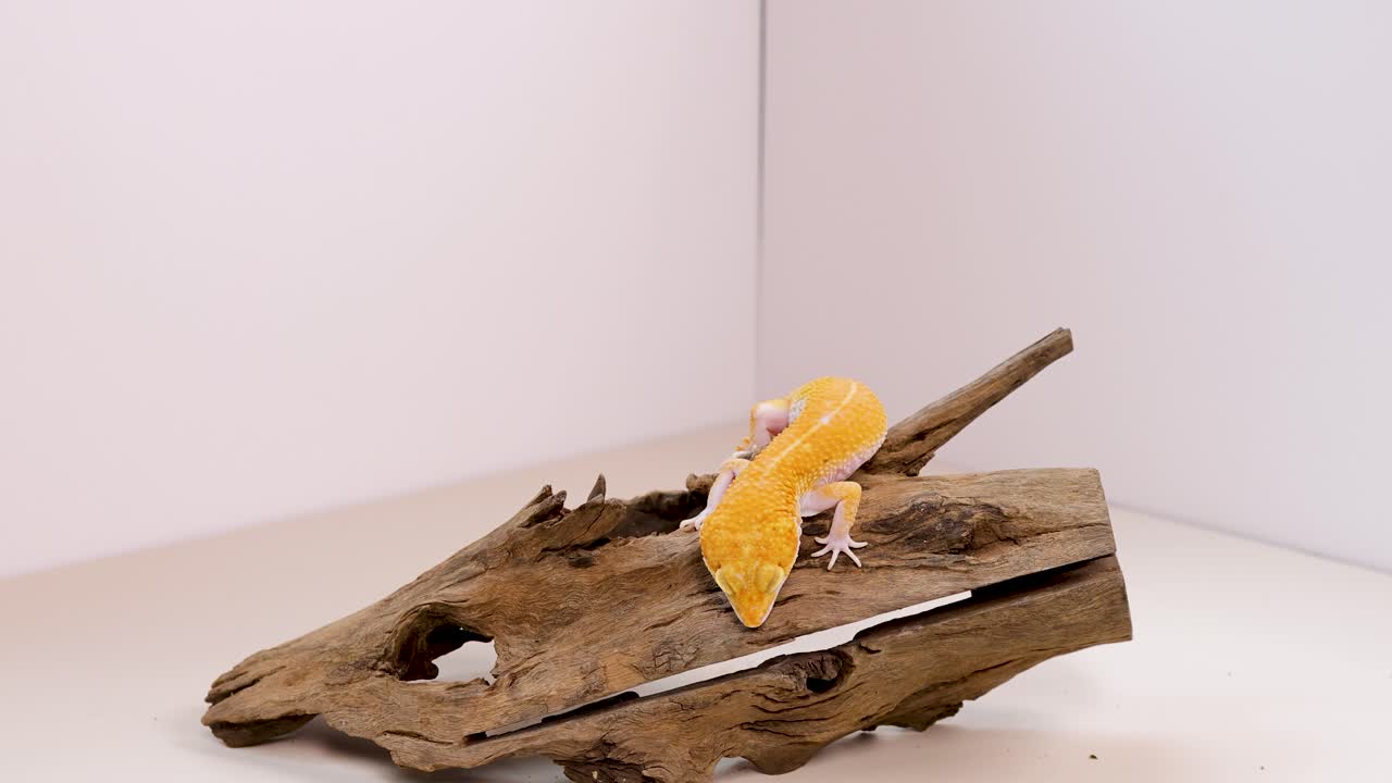 A vibrant yellow leopard gecko explores driftwood in a simple, well-lit environment with soft shadows