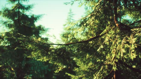 green cone trees in bright sun light