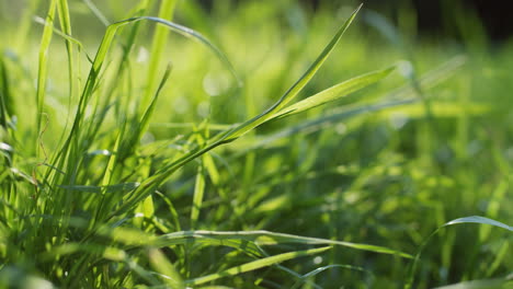 close-up view of a green grass in sunlight on a sunny day