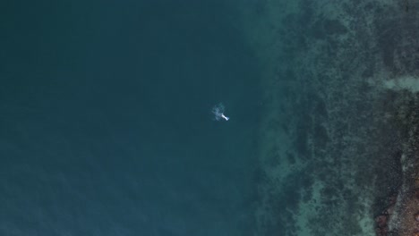 Alta-Y-Reveladora-Vista-De-Drones-De-Buzos-Bajo-El-Agua-En-Un-Borde-De-Una-Estructura-De-Arrecife-Tropical