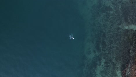 high revealing drone view of scuba divers underwater on a edge of a tropical reef structure