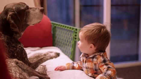 little boy petting the family dog sitting on the couch
