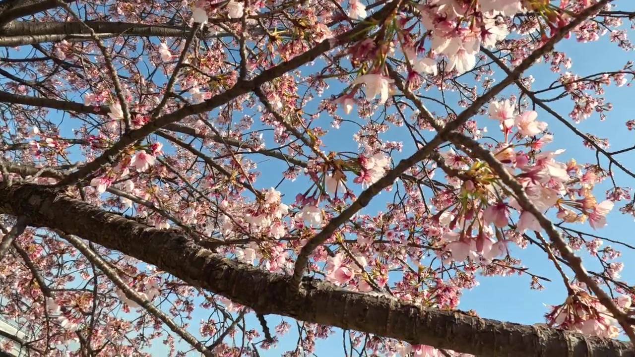 Vista dal basso di fiori di sakura rosa che ondeggiano sui rami sotto un cielo azzurro limpido