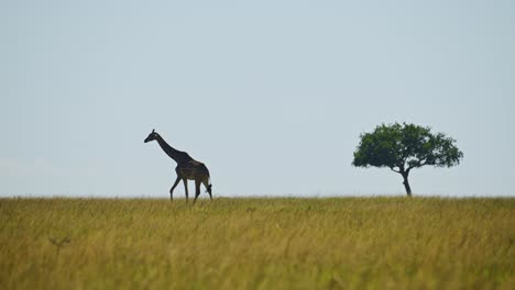 Slow-Motion-Shot-of-Giraffe-walking-on-horizon-away-from-Acacia-tree-silhouetted-across-African-plains-and-Maasai-Mara-savannah-African-Wildlife,-Kenya,-Africa-Safari-Animals-in-Masai-Mara